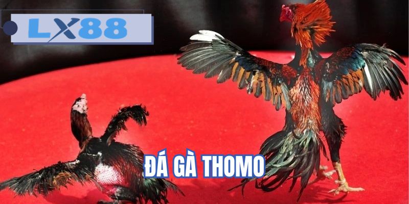 Đá gà thomo