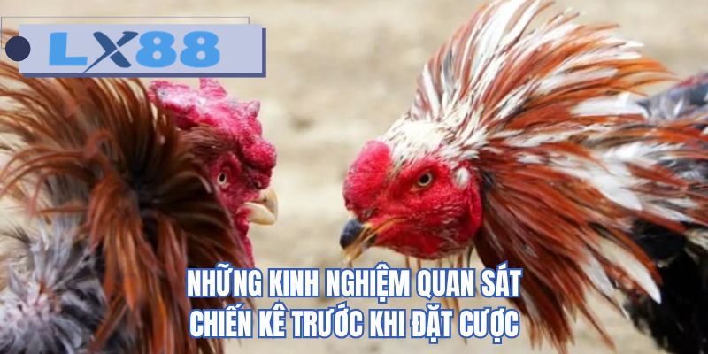 Những kinh nghiệm quan sát chiến kê trước khi đặt cược