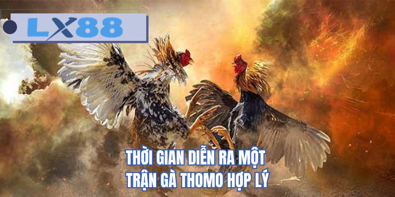 Thời gian diễn ra một trận gà thomo hợp lý